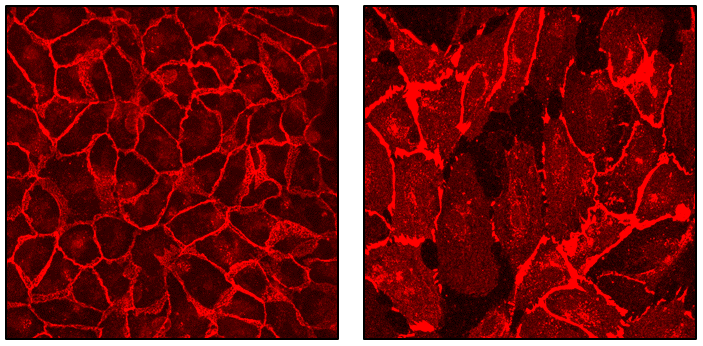 Imagem representativa de microscopia das junções endoteliais